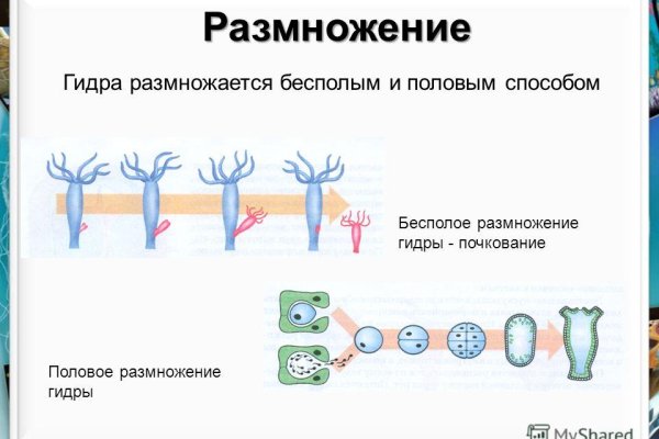 Кракен наркошоп ссылка