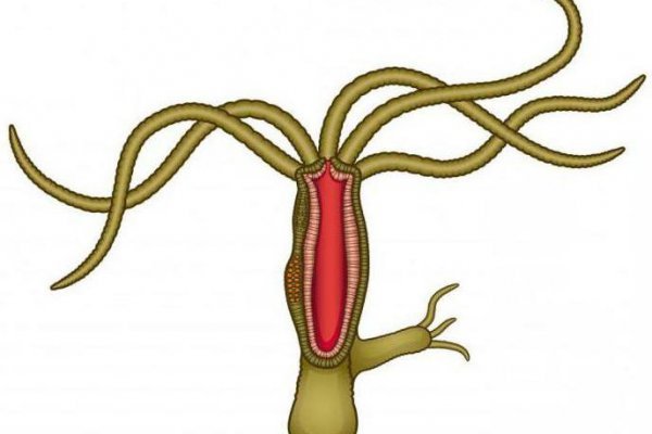 Kraken рабочее зеркало